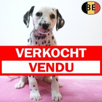 Dalmatier 26-07-26 F(BE4396) 23-09-26 verkocht - vendu.jpg