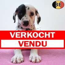 Dalmatier 26-07-26 F(BE4481) 23-09-26 verkocht - vendu.jpg