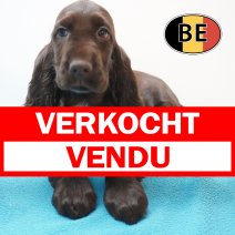 Engelse Cocker 20-07-26 M (BE8937) 23-09-2026 verkocht - vendu.jpg