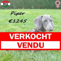 Teckel Piper 09-03-26 F(HU6022) 07-10-26 verkocht - vendu.jpg