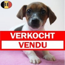 Jack Russell 10-07-26 F(BE0168) 08-10-26 Verkocht - Vendu.jpg