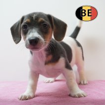 Jack Russell 18-07-2026 F (BE7520) 16-09-2026.JPG