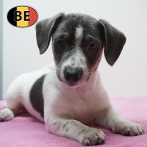 Jack Russell 18-07-2026 F (BE7603) 16-09-2026.JPG