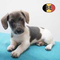 Jack Russell 18-07-2026 M (BE7436) 16-09-2026.JPG