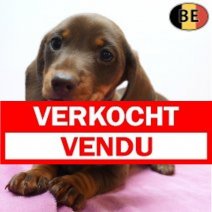 Teckel 14-08-26 F(BE1572) 15-10-26 Verkocht - Vendu.jpg