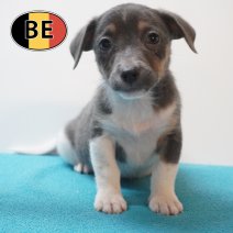 Jack Russell 02-08-2026 M (BE0808) 21-10-2026.JPG