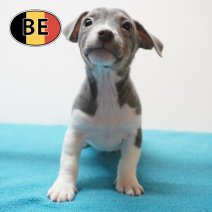 Jack Russell 02-08-2026 M (BE5737) 21-10-2026.JPG