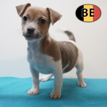 Jack Russell 02-08-2026 M (BE9994) 21-10-2026.JPG