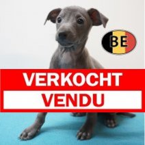 Italiaanse Windhond 23-07-26 M (BE2070) 23-09-2026 Verkocht - Vendu.jpg