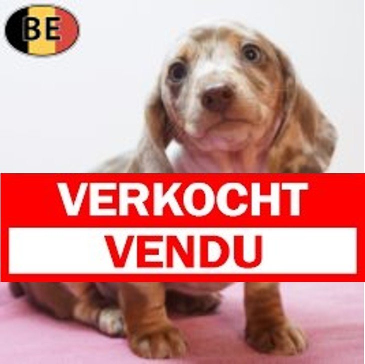 Teckel 14-08-26 F(BE0974) 15-10-26 Verkocht - Vendu.jpg