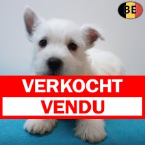 West Highland White Terrier 12-07-26 M(BE7504) 09-09-26 verkocht - vendu.jpg