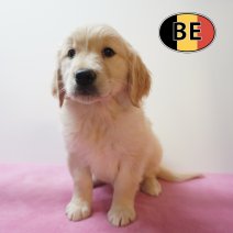 Golden Retriever 21-08-2026 F (BE0634) 23-10-2026.JPG