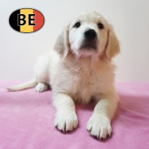 Golden Retriever 21-08-2026 F (BE0743) 23-10-2026.JPG