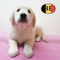 Golden Retriever 21-08-2026 F (BE1429) 23-10-2026.JPG