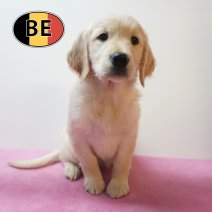 Golden Retriever 21-08-2026 F (BE8364) 23-10-2026.JPG