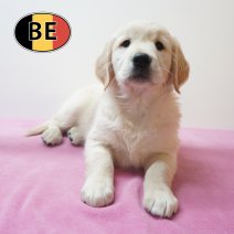 Golden Retriever 21-08-2026 F (BE9523) 23-10-2026.JPG