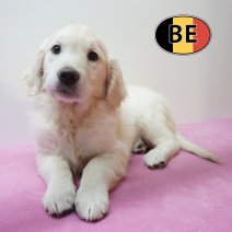 Golden Retriever 24-08-2026 F (BE0867) 23-10-2026.JPG
