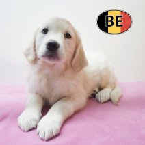 Golden Retriever 24-08-2026 F (BE1141) 23-10-2026.JPG