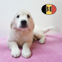 Golden Retriever 24-08-2026 F (BE9136) 23-10-2026.JPG