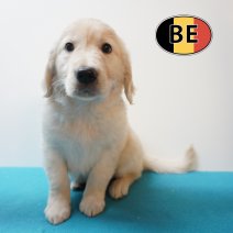 Golden Retriever 24-08-2026 M (BE1070) 23-10-2026.JPG
