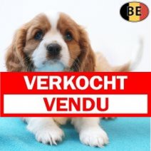 Cavalier King Charles 18-08-26 M(BE0387) 15-10-26 Verkocht - Vendu.jpg