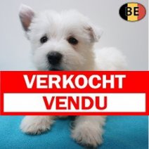West Highland White Terrier 13-07-26 M(BE7628) 09-09-26 Verkocht - Vendu.jpg