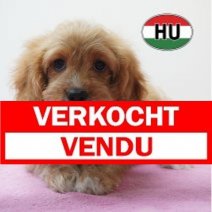 Cavapoo 01-06-2026 F (HU6184) 16-09-2026 Verkocht - Vendu.jpg