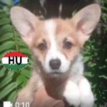 Welsh Corgi (HU) beschikbaar begin december 2026 (1).jpg