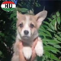 Welsh Corgi (HU) beschikbaar begin december 2026.jpg