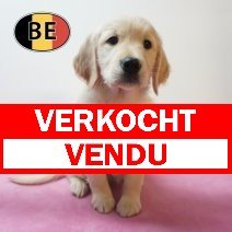 Golden Retriever 21-08-2026 F (BE8364) 23-10-2026 verkocht - vendu.jpg