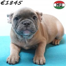 Franse Bulldog 02-07-26 M(HU7943) 24-10-26.jpg