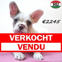 Franse Bulldog 05-07-26 F(HU6191) 24-10-26 verkocht - vendu.jpg