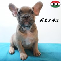 Franse Bulldog 30-06-26 M(HU7939) 24-10-26.jpg