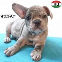 Franse Bulldog 02-07-26 M(HU7941) 24-10-26.jpg