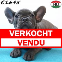 Franse Bulldog 01-07-26 M(HU7933) 24-10-26 verkocht - vendu.jpg