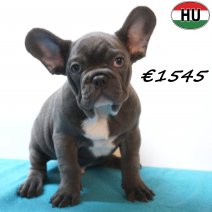 Franse Bulldog 01-07-26 M(HU7930) 24-10-26.jpg