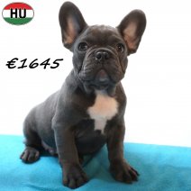 Franse Bulldog 01-07-26 M(HU7931) 24-10-26.jpg