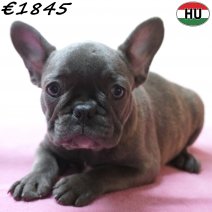 Franse Bulldog 04-07-26 F(HU7935) 24-10-26.jpg
