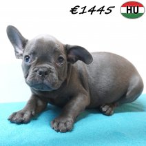 Franse Bulldog 30-06-26 M(HU7940) 24-10-26.jpg