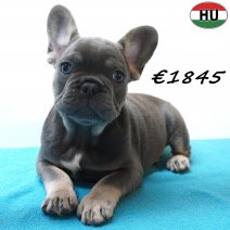 Franse Bulldog 30-06-26 M(HU7938) 24-10-26.jpg