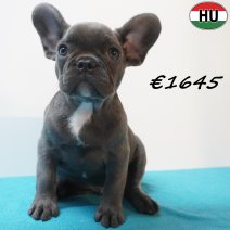 Franse Bulldog 04-07-26 M(HU7936) 24-10-26.jpg