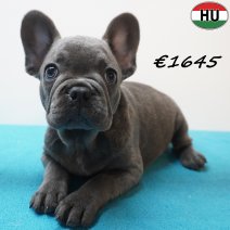 Franse Bulldog 01-07-26 M(HU7932) 24-10-26.jpg