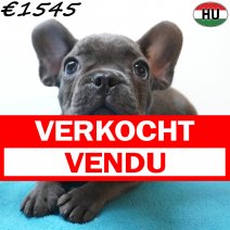 Franse Bulldog 02-07-26 M(HU7942) 24-10-26 verkocht - vendu.jpg