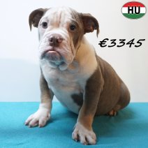 Engelse Bulldog 02-07-26 M(HU7959) 24-10-26.jpg