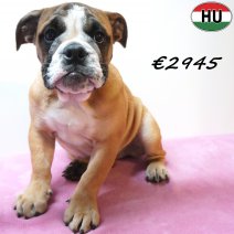 Engelse Bulldog 30-06-26 F(HU7957) 24-10-26.jpg
