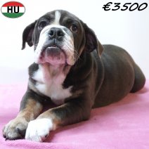 Engelse Bulldog 30-06-26 F(HU7955) 24-10-26.jpg