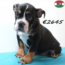 Engelse Bulldog 30-06-26 M(HU7954) 24-10-26.jpg