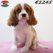 Cavalier King Charles 01-07-26 F(HU7971) 24-10-26.jpg