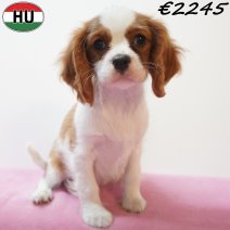 Cavalier King Charles 01-07-26 F(HU7970) 24-10-26.jpg