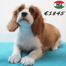 Cavalier King Charles 01-07-26 M(HU7969) 24-10-26.jpg